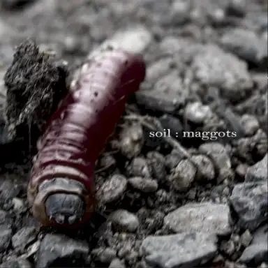 Maggots