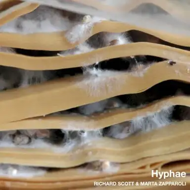 Hyphae
