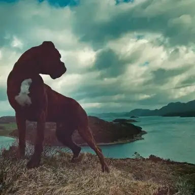 Ritual Dogs