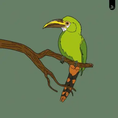 Toucanet / Motmot