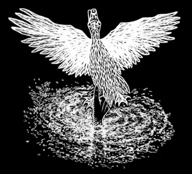 Witchduck