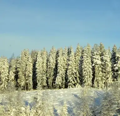 Зимнее серебро