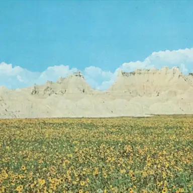 Dreams of a Sunflower River