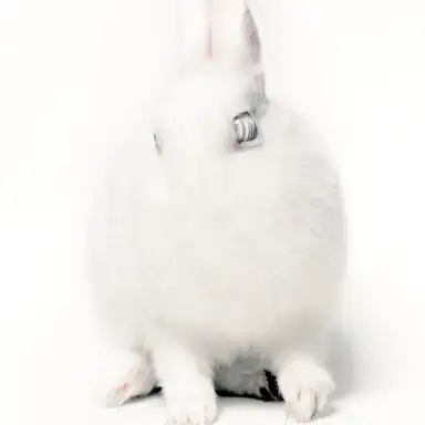 White Lies