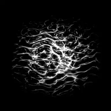 Vastus
