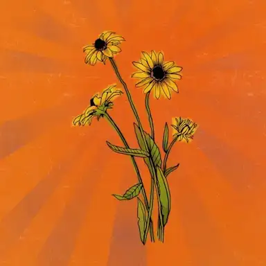 Flowerfields