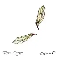 Sparrow
