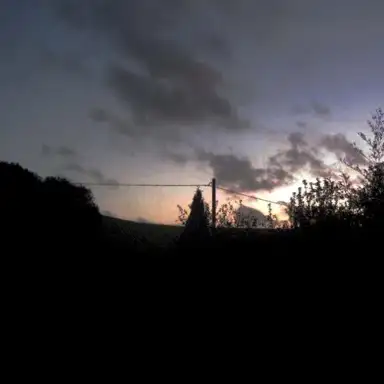 Evening Trees