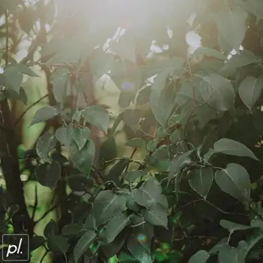 Breaking Light