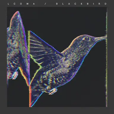 Blackbird