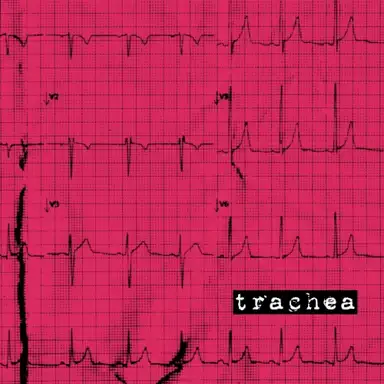 Trachea