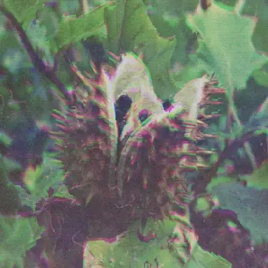 Dysorder Mix Series 001: Datura