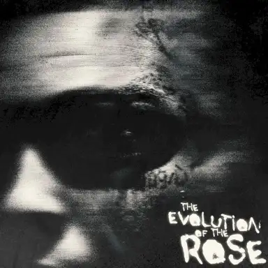 The Evolution of the Rose