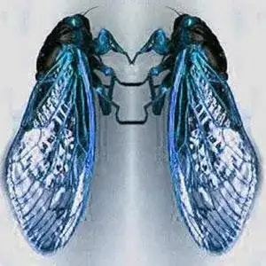 Cicatrice