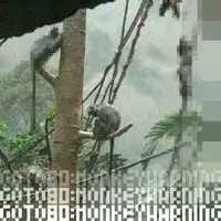 Monkeywarning