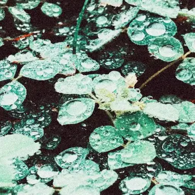Rain Chamber