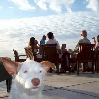 Dog Song